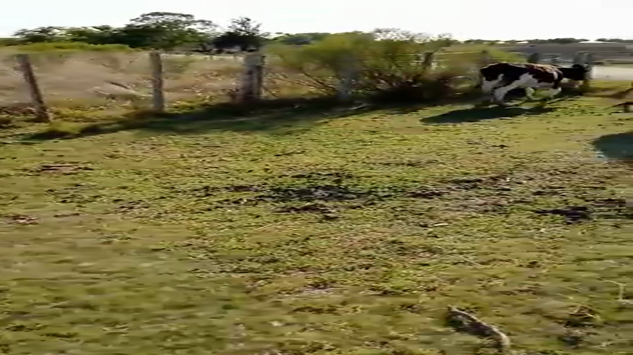 Lote Terneros Hol a remate en Pantalla Camy - Liquidación de Estancia 200kg -  en Carreta Quemada