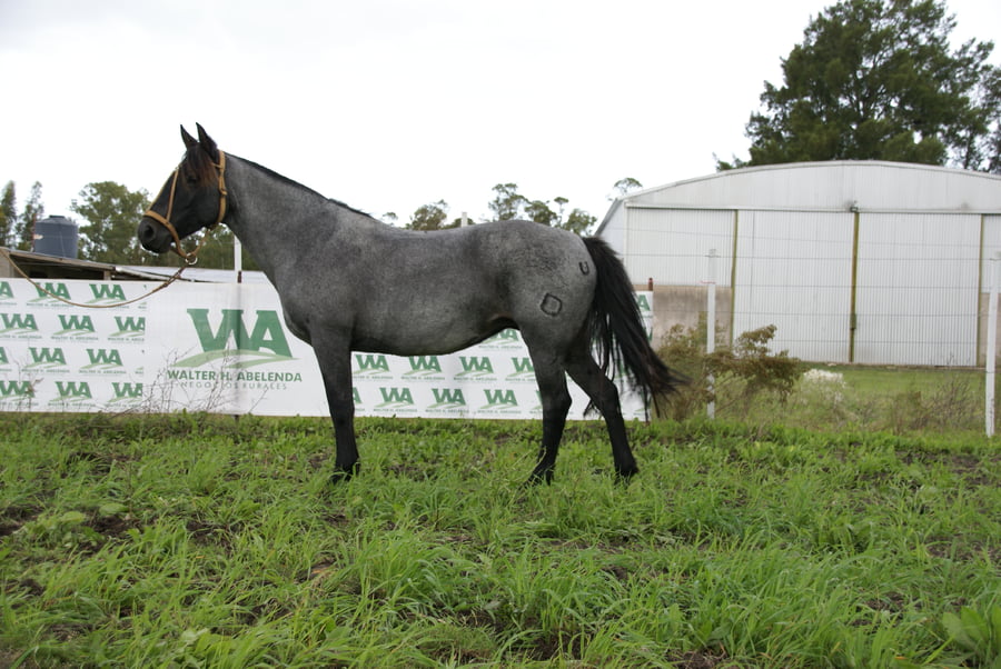Lote JIG LA GUAYUVIRA