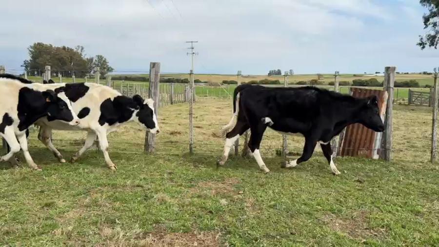 Lote VAQUILLONAS 1 a 2 AÑOS