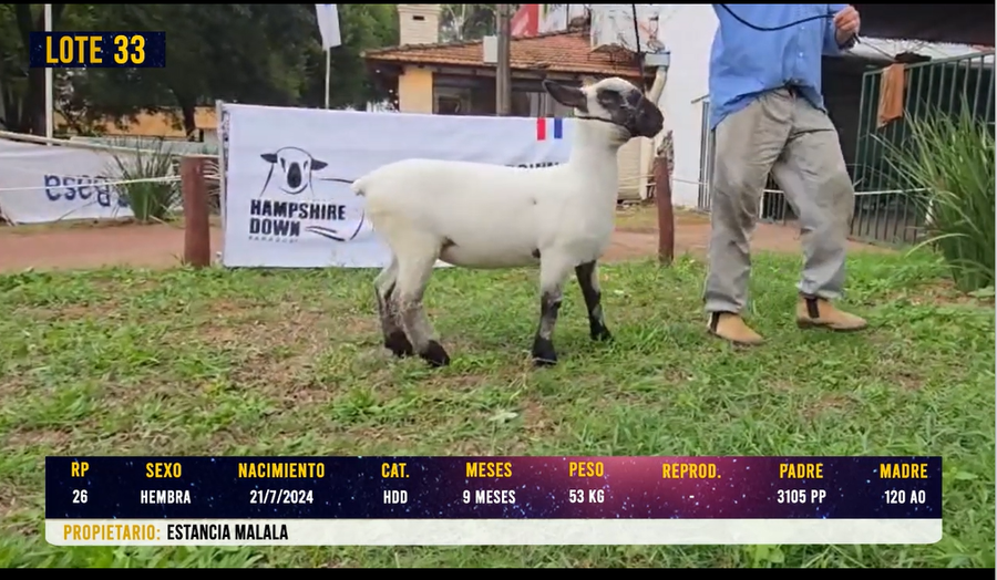 Lote LOTE 33