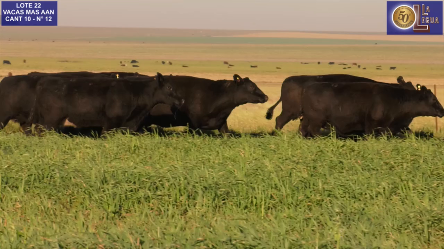 Lote VACAS  ANGUS NEGRAS MAS  C/ GTIA DE PREÑEZ