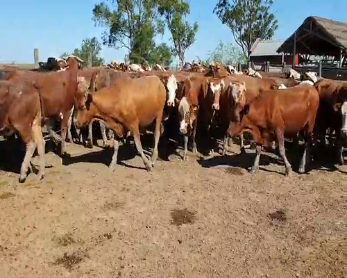 Lote 100 Novillos en Mercedes, Corrientes