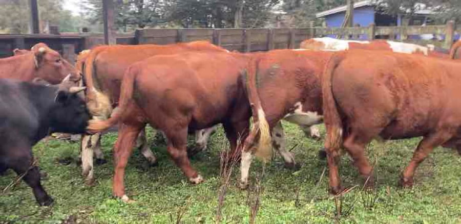 Lote 20 Novillo Engorda en Río Bueno, XIV Región Los Ríos