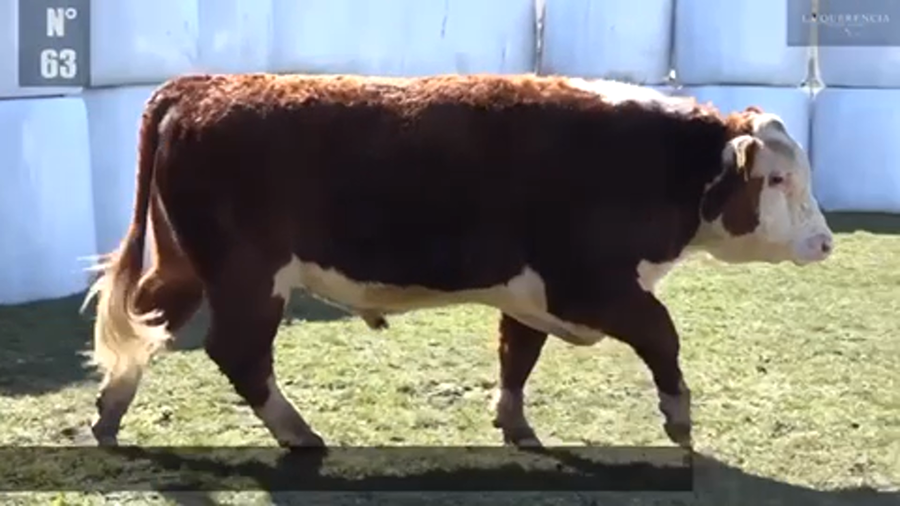 Lote 1 Toro en Coyhaique, XI Región Aysén