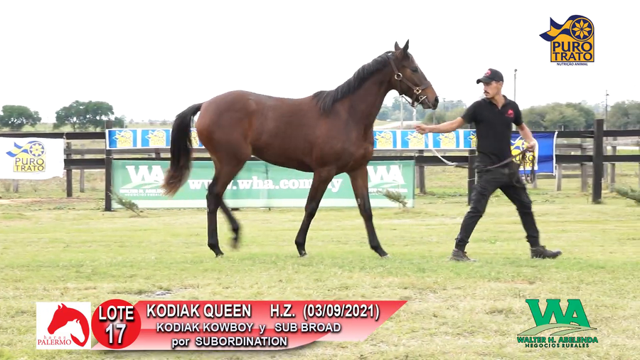 Lote KODIAK QUEEN