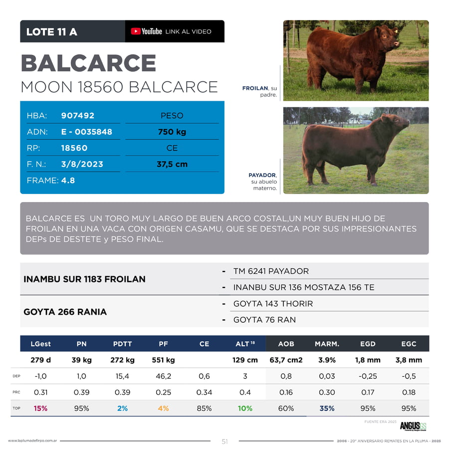 Lote RP 18560 - TOROS PP ELITE