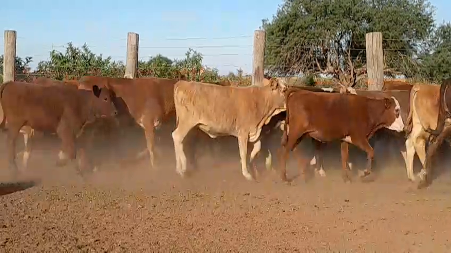 Lote 120 Terneros/as en Santa Fe, Los Amores
