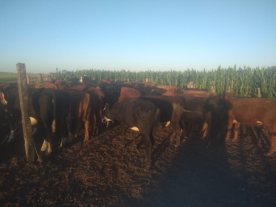 Lote 36 Vaquillonas en Buenos Aires