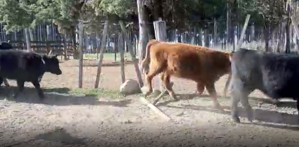 Lote 75 Terneros en Cerro Largo