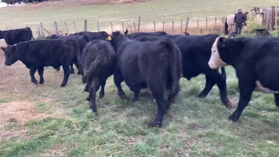 Lote 41 Novillo Engorda en Coyhaique, XI Región Aysén