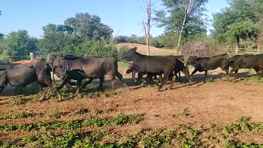 Lote 75 Terneros/as en Monte Quemado, Santiago del Estero