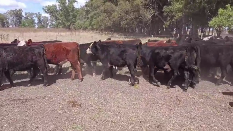 Lote 72 TERNS. MACHOS Y HEMBRAS, EN RAUCH, BS. AS.