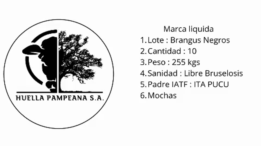 Lote 10 Vaquillonas Brangus neegro en Suardi, Santa Fe