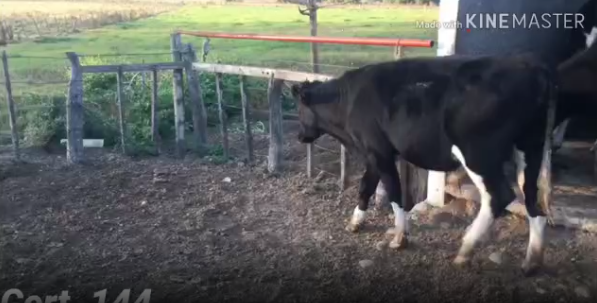 Lote 8 Terneros en Soriano