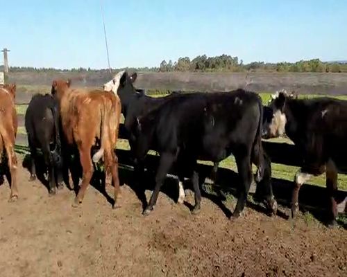 Lote Novillos