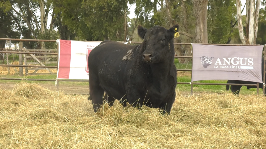 Lote TOROS ANGUS NEGROS  PC