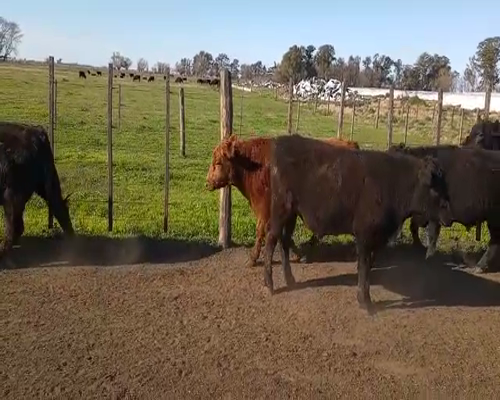 Lote 35 Terneros en Saladillo, Buenos Aires
