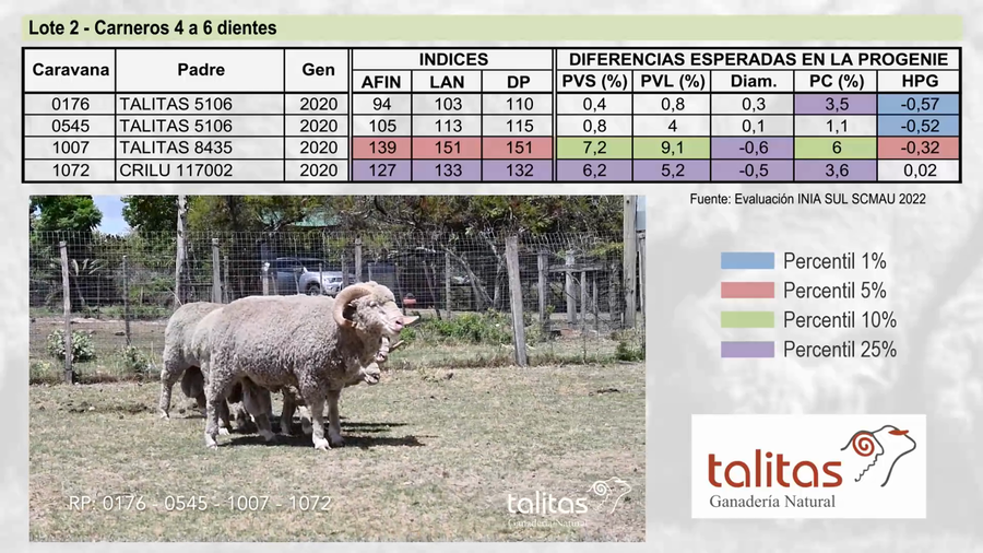 Lote Lote 2 - TALITAS