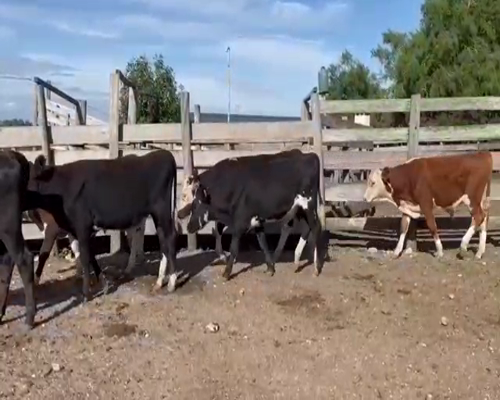 Lote (Vendido)9 Terneros CRUZA a remate en Entre Martillos 184kg -  en CARRETON