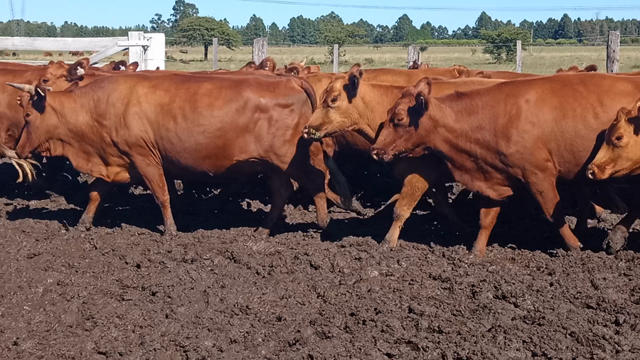 Lote 68 Vientres con Crías y Preñados en Corrientes, Mocoretá