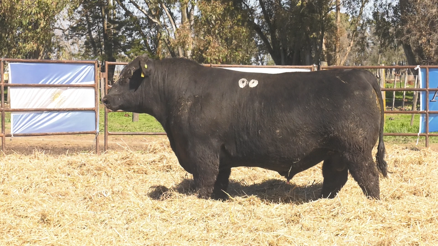 Lote TOROS ANGUS  PP