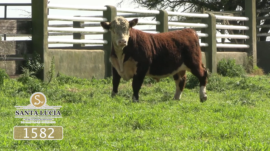 Lote Polled Hereford