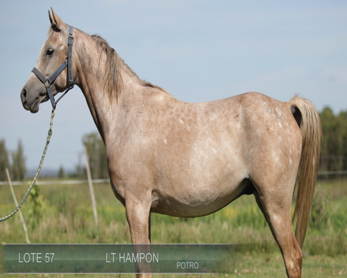 Lote LT HAMPON