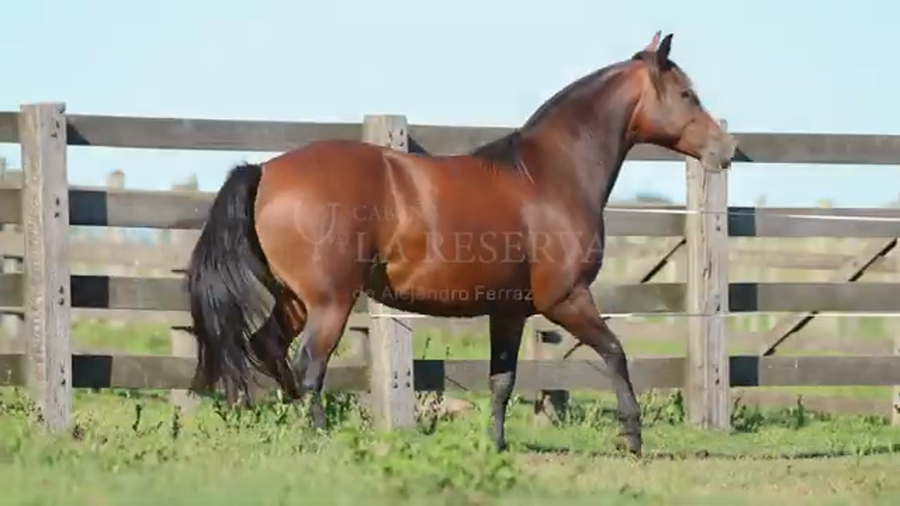 Lote ATREVIDA DE LA RESERVA