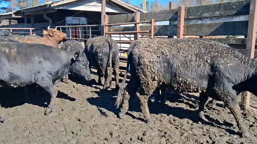 Lote 40 Vaquilla Gorda en Los Ángeles, VIII Región Biobío