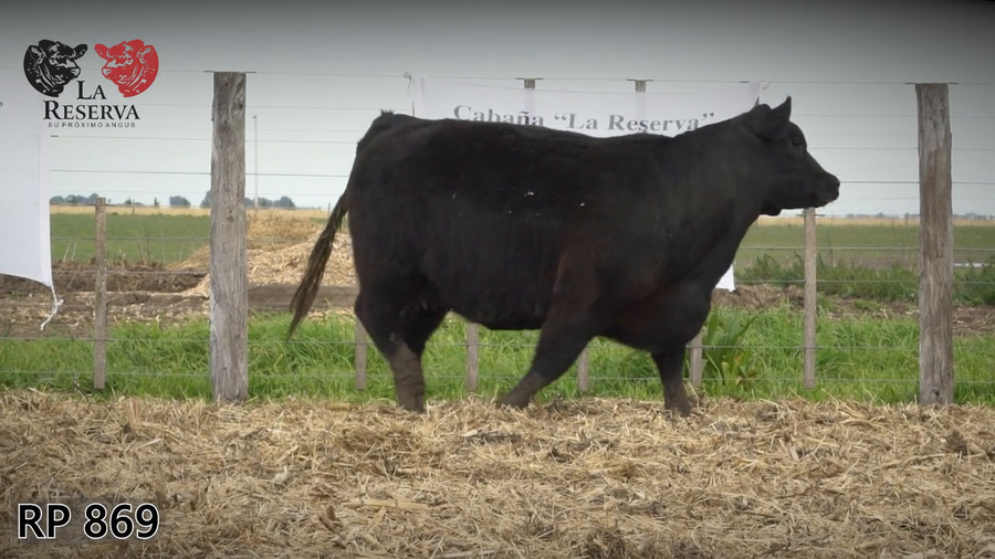 Lote Vaquillonas preñadas