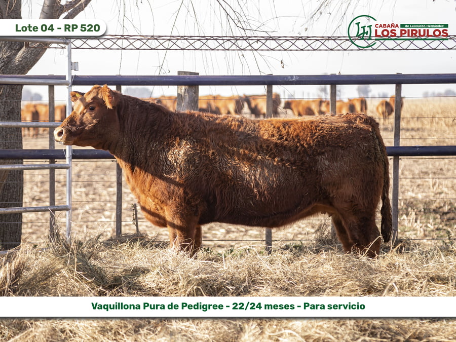 Lote VAQUILLONAS PURAS DE PEDIGREE