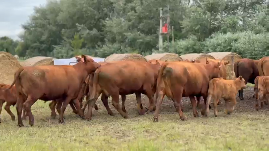 Lote 8 Vaquillonas C/ cria