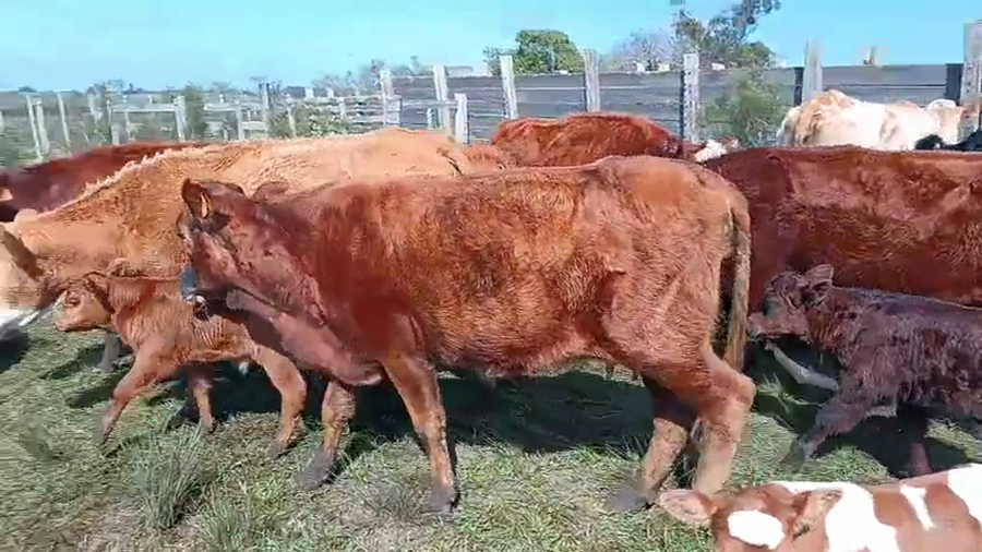 Lote 66 Piezas de cría a remate en Pantalla Camy, San José