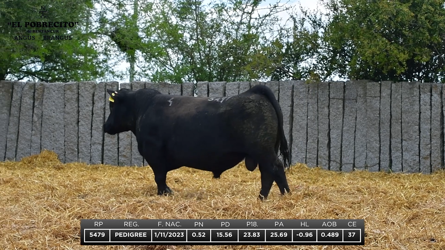 Lote ABERDEEN ANGUS P.I.