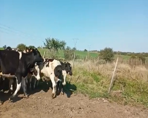 Lote (Vendido)15 Terneros HO a remate en 1º Remate Virtual 192kg -  en Paso del Rey