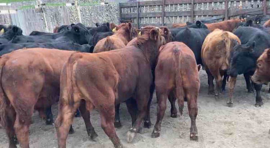 Lote 30 Ternero en Futrono, XIV Región Los Ríos