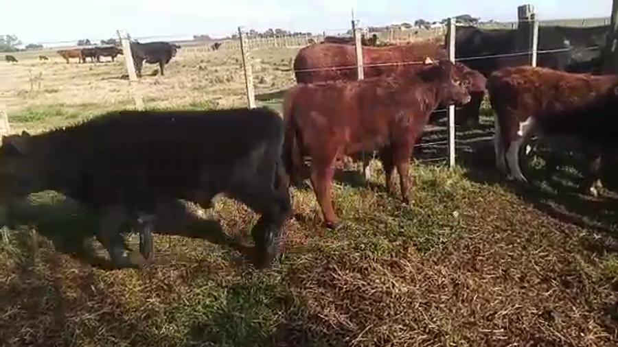 Lote 10 Terneros ANGUS a remate en PANTALLA CAMY 190kg - , San José