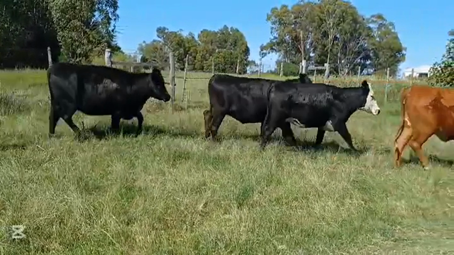 Lote VAQUILLONAS PREÑADAS