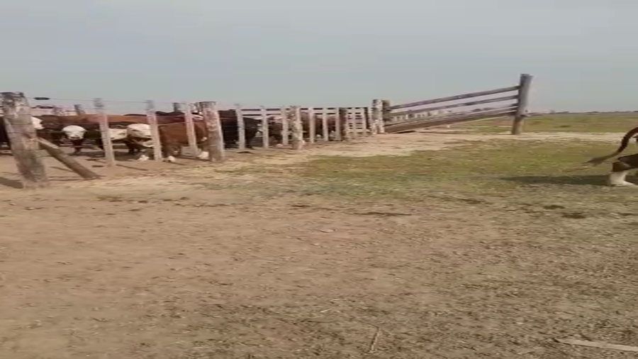 Lote 50 Vacas medio uso C/ cria en Santa Fe, Pilar