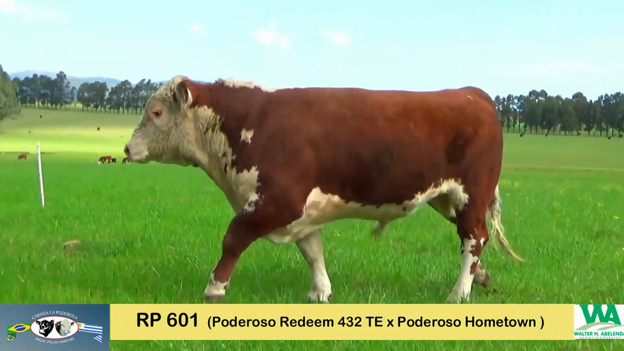 Lote TOROS HEREFORD