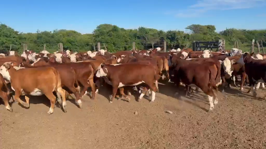 Lote 100 Vaquillonas