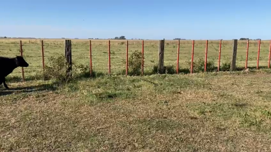 Lote 26 TERNS. MACHOS Y HEMBRAS, TANDIL, PCIA. DE BS. AS.