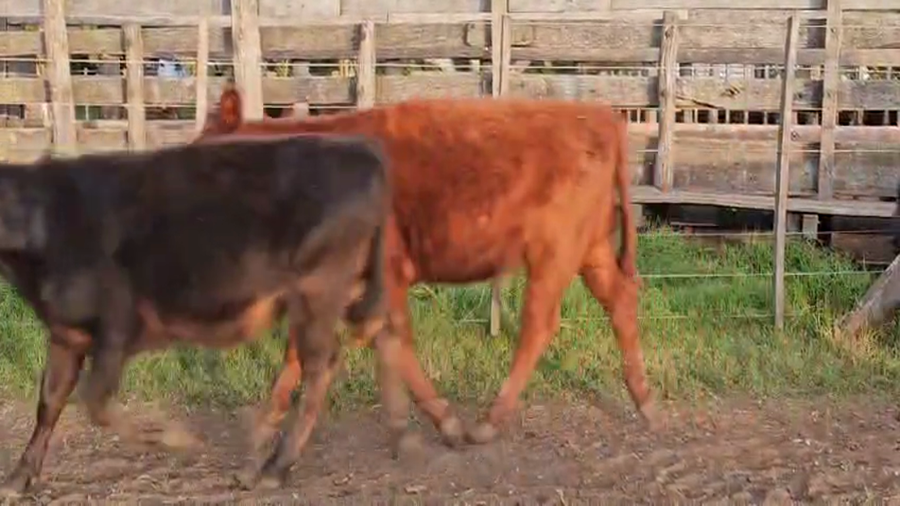 Lote 120 Terneras en Buenos Aires, Benito Juárez