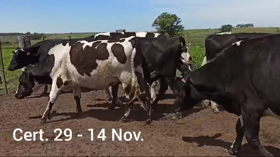 Lote 14 NOVILLOS HOLANDO