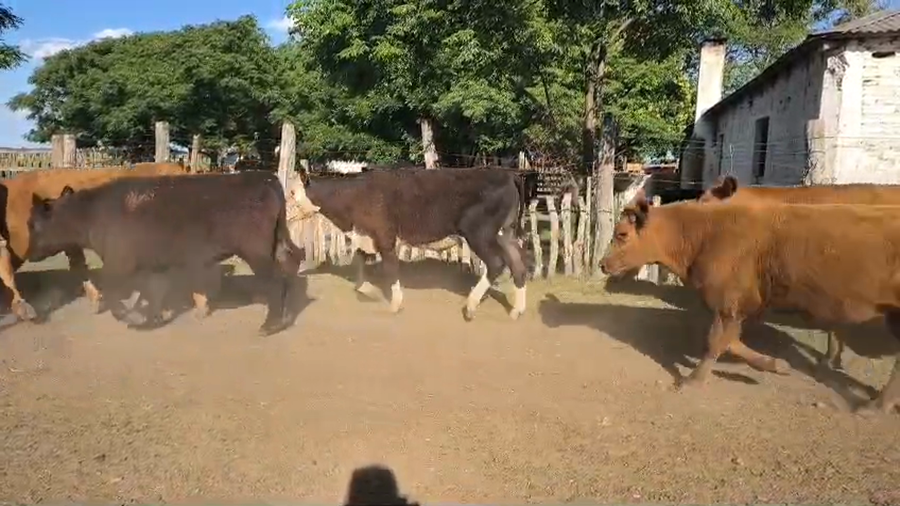 Lote 50 Novillitos en Corrientes, Curuzu Cuatia