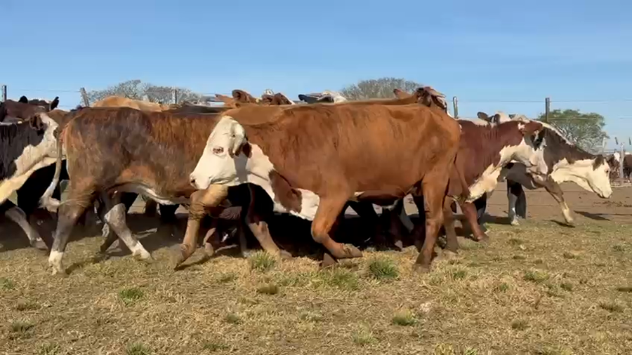 Lote 30 Vacas nuevas C/ gtia de preñez