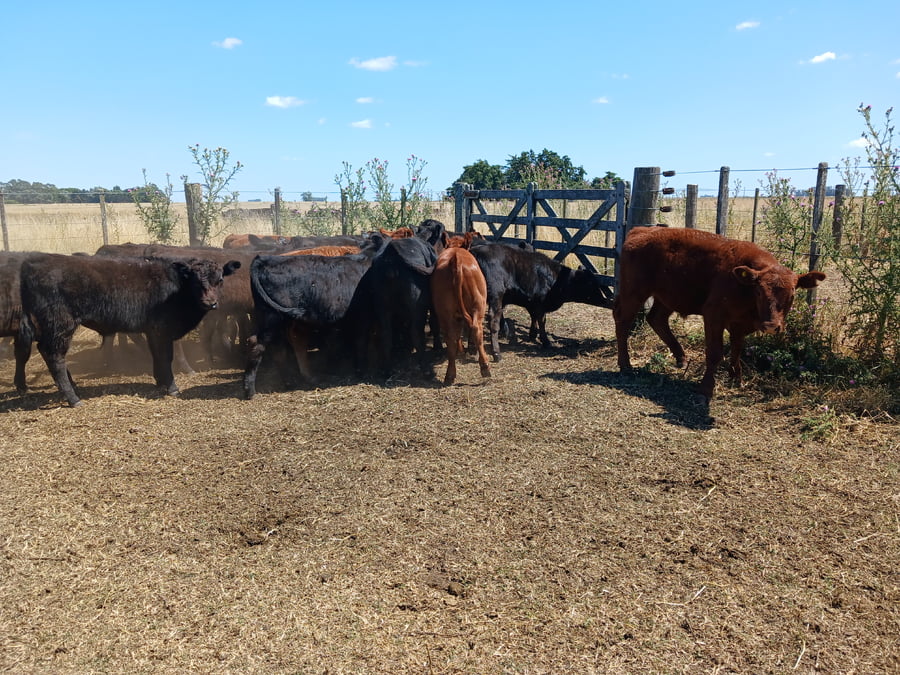 Lote 26 Terneros en Rauch
