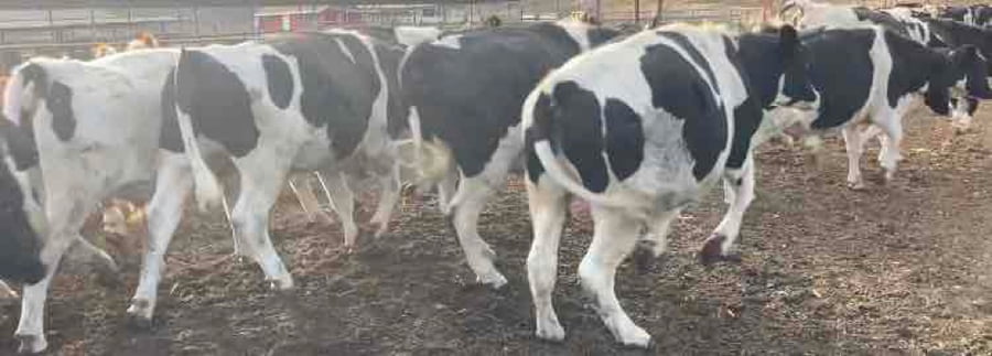 Lote 45 Novillo Gordo en Melipilla, Región Metropolitana