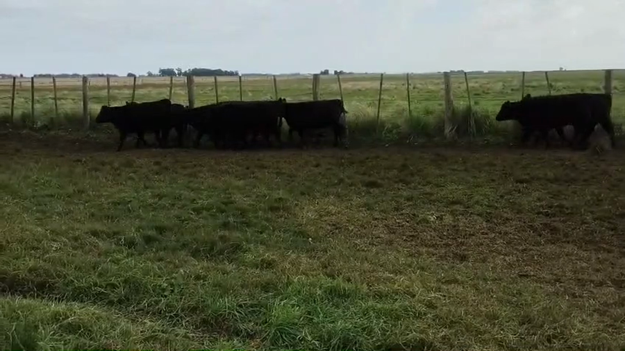 Lote 14 Terneras en Laprida