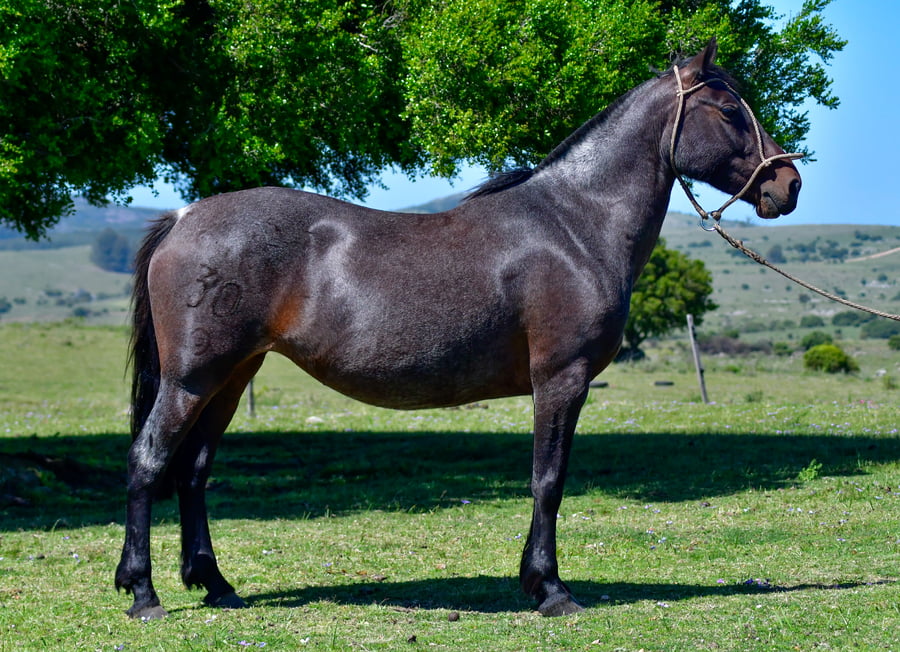 Lote Solitaria Las Cascadas